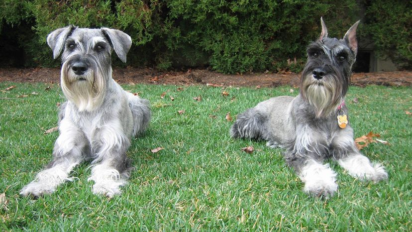 Standard Schnauzers