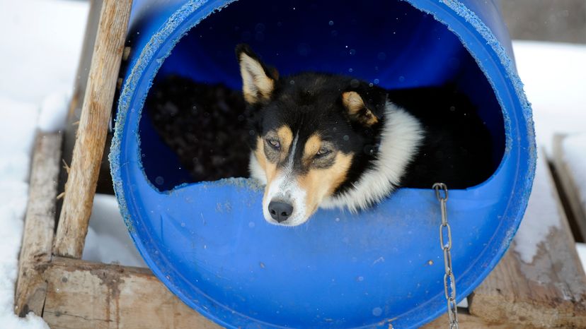 Alaskan Husky