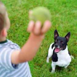 The trick to playing fetch to use the same toy only for this game, that way the dog knows exactly what's going to happen.