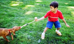 The tricky part to playing tug of war is teaching your dog to drop the toy on command.