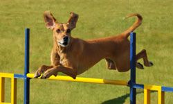 Navigating the agility course increases a dog's self confidence and provides a good opportunity for your child to bond with their four-legged pet.