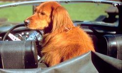 Irish setters love to be with their owners and will adapt to riding in a car.