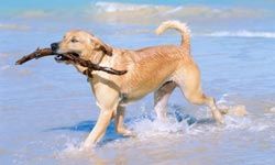 Golden retrievers enjoy walks, swimming and -- yes -- retrieving objects.