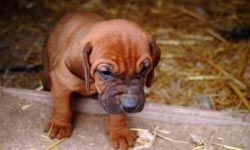 This cute wrinkly bloodhound puppy will grow up to be a noble bloodhound, one of the few breeds that can distinguish and follow human scent.