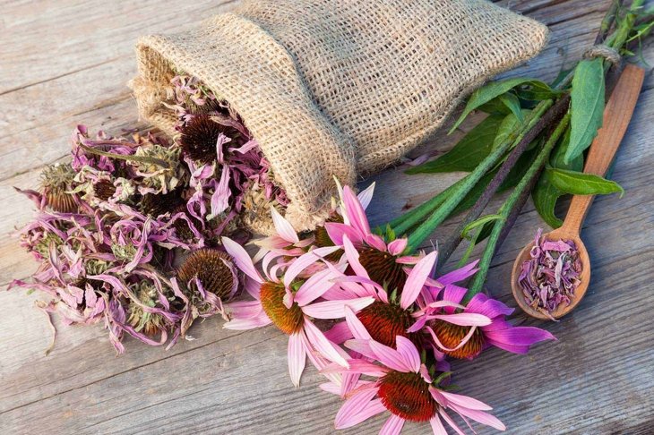 bunch of healing coneflowers and sack with dried echinacea flowers on wooden plank, herbal medicine