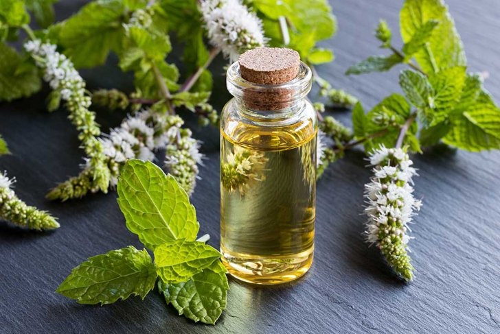 A transparent bottle of peppermint essential oil with blooming peppermint twigs