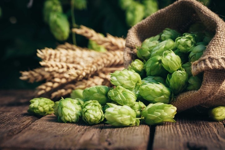 Beer brewing ingredients, hops, and wheat ears on a wooden cracked old table in front of hops plantation. Beer brewery concept. Wheat ears and hop cones in the linen sack in the foreground.